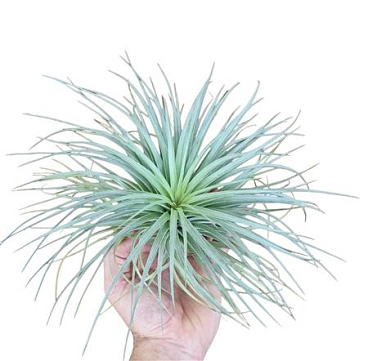 Tillandsia Silver Large