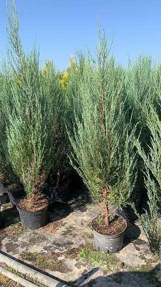 Можжевельник скальный Блю Эрроу