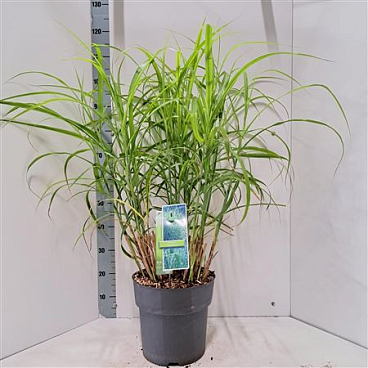 Miscanthus Sin Zebrinus