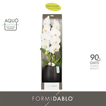 Phal Formidablo In Ceramic Black (opti)