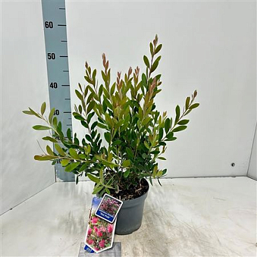 Callistemon Viminalis Hot Pink