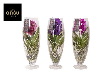 Vanda Champagne Mix