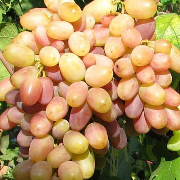 Виноград культурный Виктор в тубе