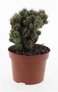 Cereus Peruvianus Monstrosus Bruin