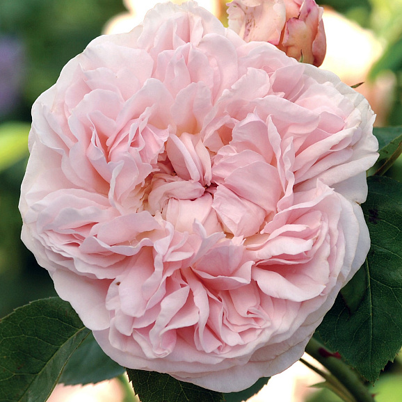 Роза парковая Сант Свизан