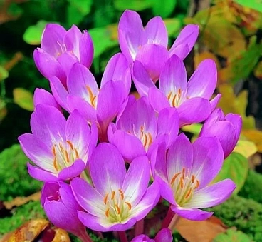 Колхикум Зе Гиант | Оптовая цветочная компания «Флора Групп» Колхикум Зе Гиант