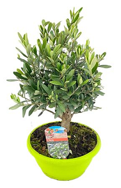 Olea Europaea On Stem Bowl