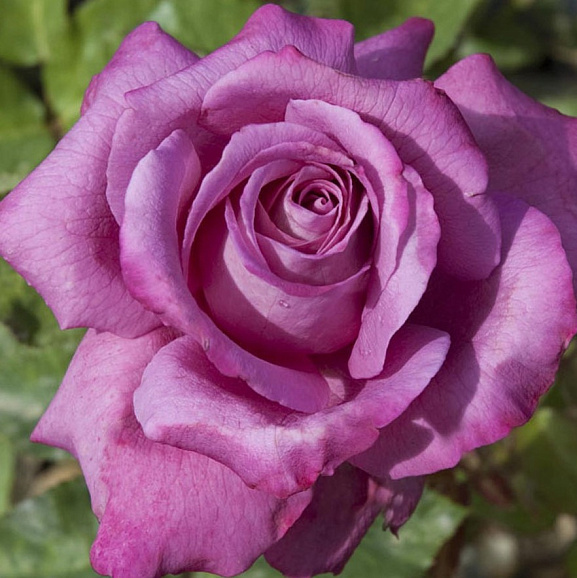 Роза чайно-гибридная Клод Брассер в тубе