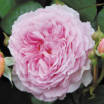 Роза парковая Джеймс Голвэй