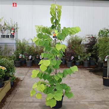 Cercis Canadensis The Rising Sun