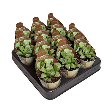 Haworthia Mutica Byakuya - Collection With Potcove
