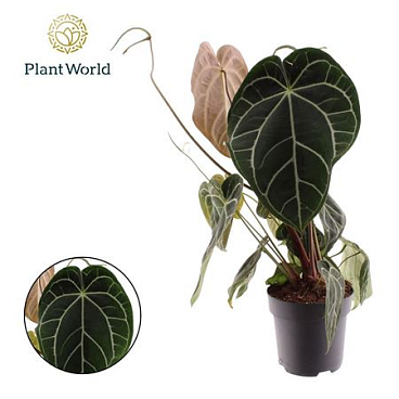 Anthurium Chrystallinum