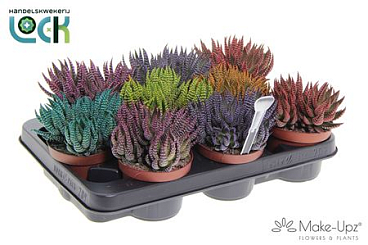Haworthia Zebrina Make Upz Mix 3 Colors