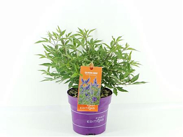 Vitex Agn. Queen Bee (first Editions®)