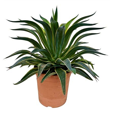 Agave Desm Variegata