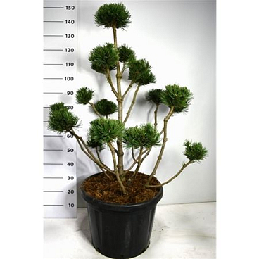 Pinus Mugo Noack