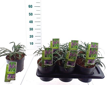 Liriope Muscari Royal Purple