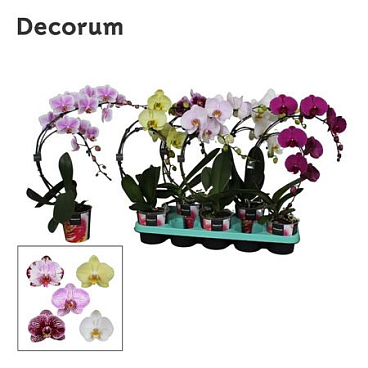 Phal 2st Boomerang Mix 14+ Decorum (bernhard)