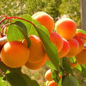 Абрикос Монастырский (в тубе)