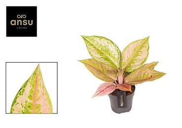 Aglaonema Pastella