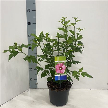 Hibiscus Syr Woodbridge