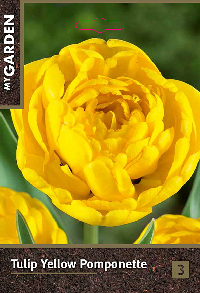 Тюльпан махровый поздний Йеллоу Помпонетт