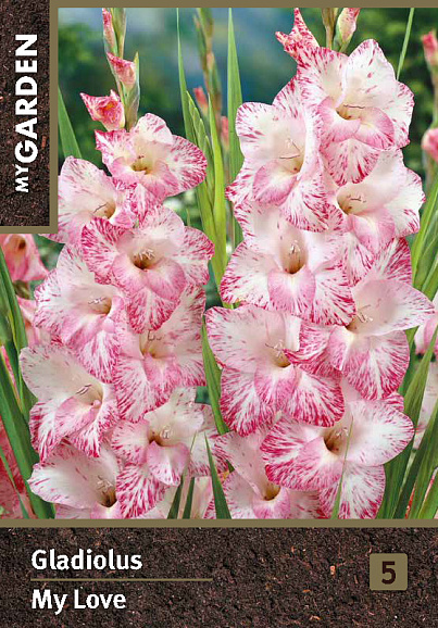 Гладиолус крупноцветковый Май Лав
