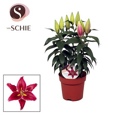 Lilium Or Magny Cours 3pp