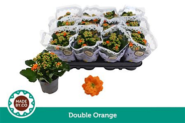 Kal Ros Orange
