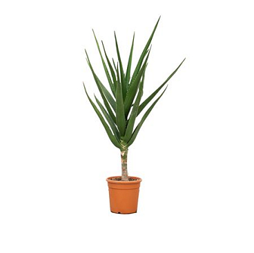 Aloe Barberae On Stem