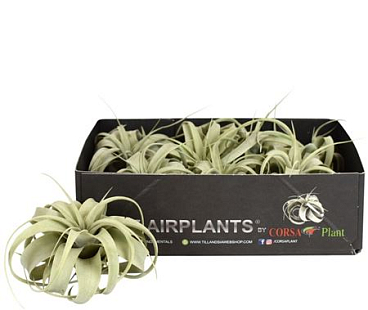 Tillandsia Xerographica Bonsai X8