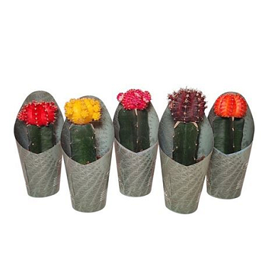 Gymnocalycium Cactus Grafted Mix Potcover