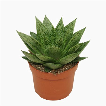 Gasteria D'tiga