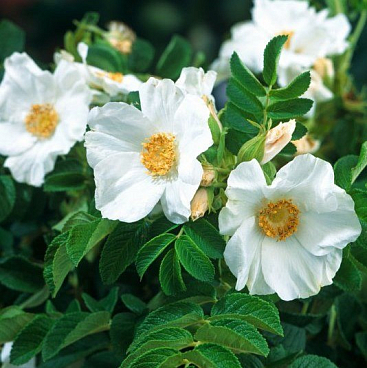 Роза морщинистая Альба