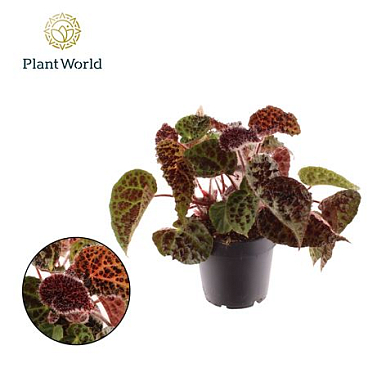 Begonia Rex Ferox