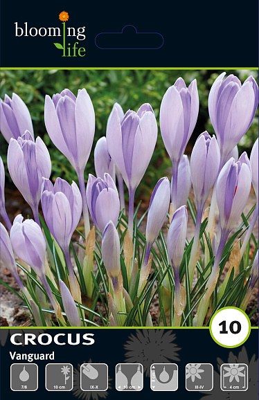 Крокус крупноцветковый Вангуард