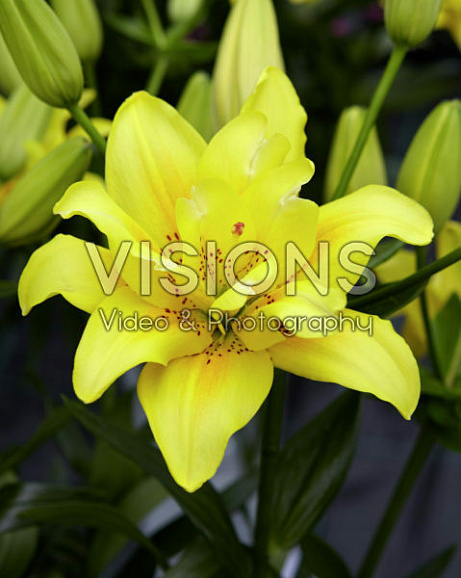 Лилия азиатская махровая Фата Моргана