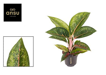 Aglaonema Camo Carmine