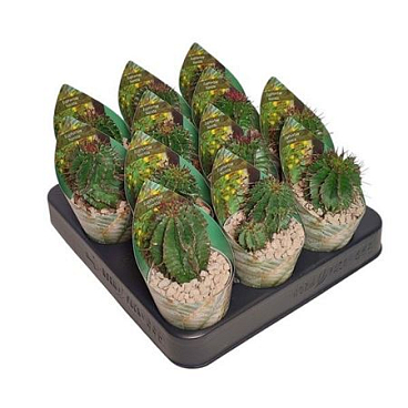 Euphorbia Horrida Potcover