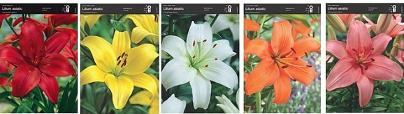 Лилия азиатская 1 (шоубокс) | Оптовая цветочная компания «Флора Групп» Лилия азиатская 1 (шоубокс)