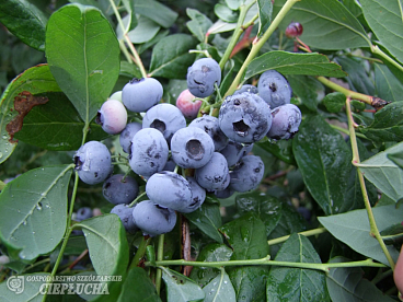 Голубика высокорослая Сиерра