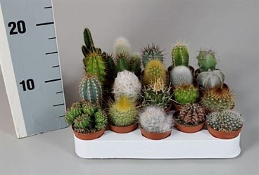 Cactus Mix Luxe