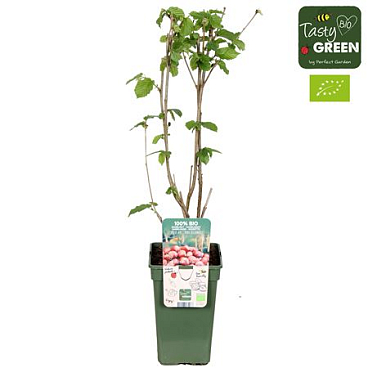 Corylus Rode Zellernoot Bio