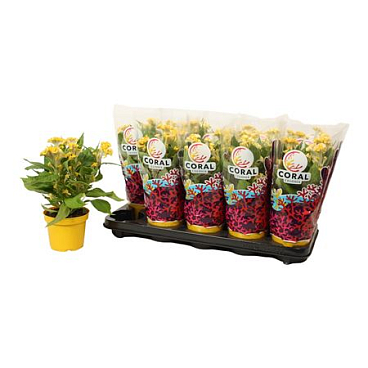 Celosia Hot Topic Yellow