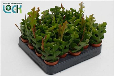 Epiphyllum Anguliger