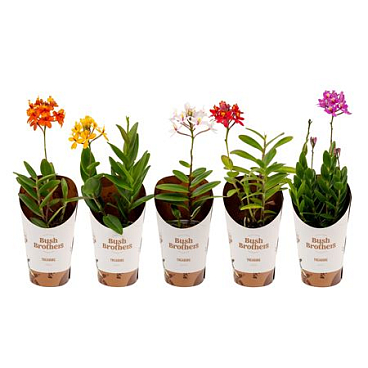 Epidendrum