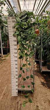 Scindapsus Pictus Trebie Hangplant Xl 220