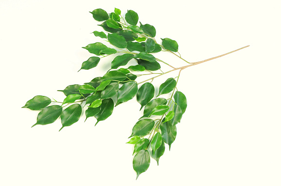 Чубушник Крем Брюле