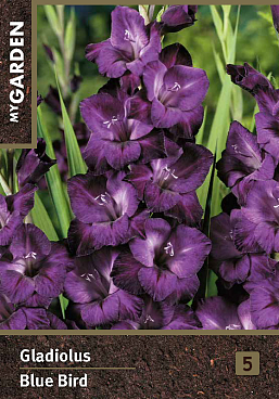 Гладиолус крупноцветковый Блю Берд