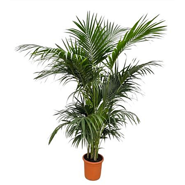 Howea Forsteriana 7pp